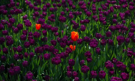 Tulip Flowers Blooming in Spring Seasonの写真素材