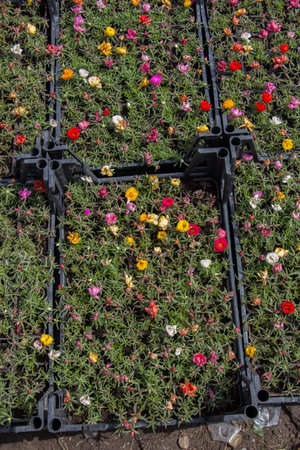 Blooming spring  flowers as a colorful background