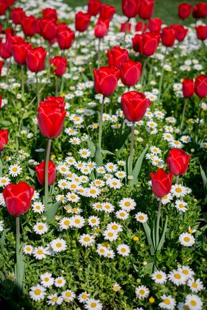 Tulip Flowers Blooming in Spring Seasonの写真素材
