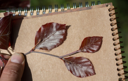 Leaves in hand over a notebook page
