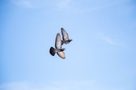 Twin pigeons in the air with wings wide openの写真素材