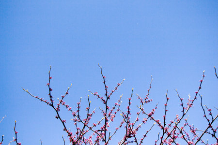 Colorful flowers bloom in the spring in trees