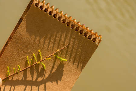 Leaves in hand over a notebook pageの写真素材