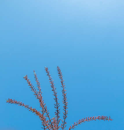 A unique photo of bright tender offshoot  of a tree growingの写真素材