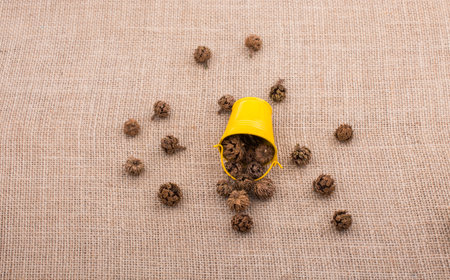 Brown pod, capsule in and around mini bucket on canvasの写真素材