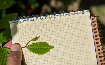 Leaves in hand over a notebook pageの写真素材