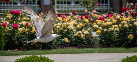 Single seagull in the park with rosesの写真素材