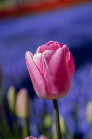 Tulip Flowers Blooming in Spring Seasonの写真素材