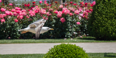 Single seagull in the park with rosesの写真素材
