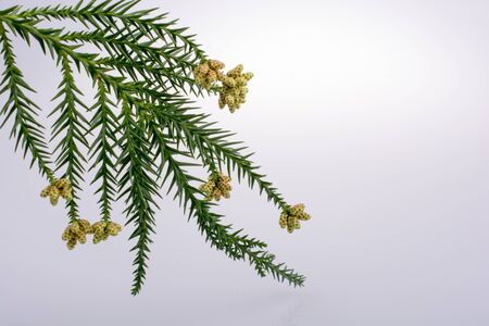 A unique photo of bright tender offshoot  of a tree growingの写真素材