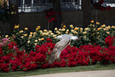 Single seagull in the park with rosesの写真素材