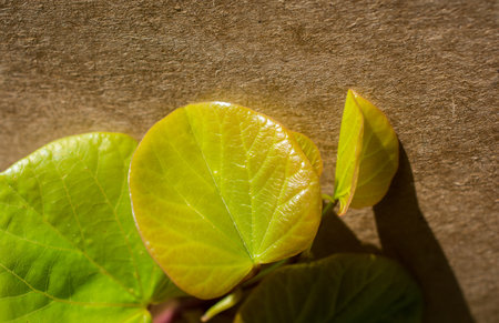 Green leaves over a nature background