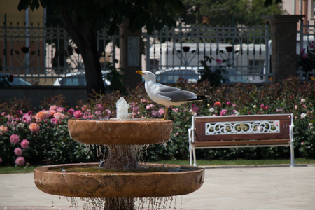 Single seagull in the park with rosesの写真素材