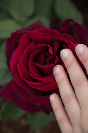 Hand holding a  colorful Rose Flower