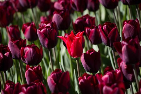 Tulip Flowers Blooming in Spring Seasonの写真素材