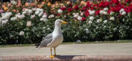 Single seagull in the park with rosesの写真素材