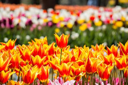 Orange color tulip flowers bloom in the gardenの写真素材