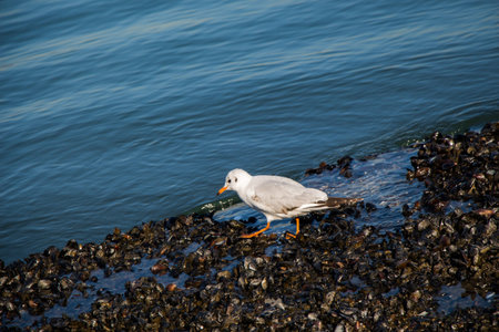 Single seagull is found on the shore of the sea