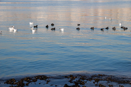 Flock of birds on water with water surface backgroundの写真素材