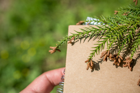 Leaves in hand over a notebook pageの写真素材