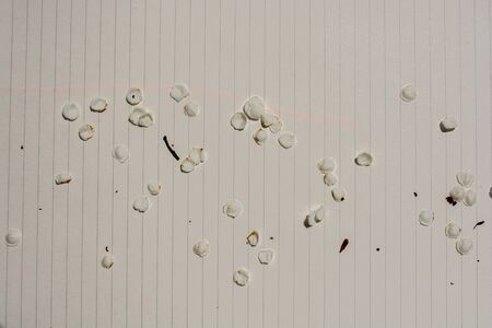 Flower petals on a paper backgroundの写真素材