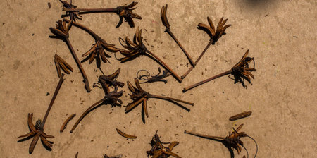 Flower petals found on on wooden background