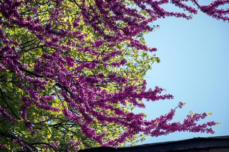 Colorful flowers bloom in the spring in treesの写真素材