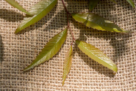 Green leaves placed on linen canvasの写真素材