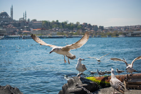 Seagull flying in a sky with a mosque at the backgroundの写真素材
