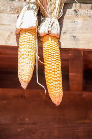 Dry corn on the cob kernels are peeled