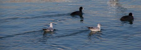 Flock of birds on water with water surfaceの写真素材