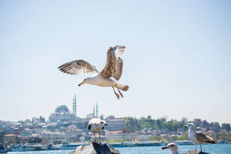 Seagull flying in a sky with a mosqueの写真素材