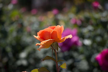 Beautiful colorful Rose Flower on garden backgroundの写真素材