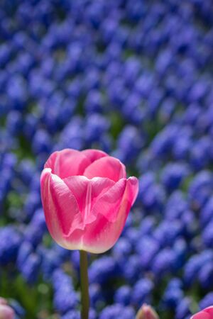 Single  Tulip Flower Blooming in Spring Seasonの写真素材