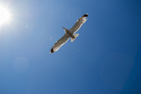 Single seagull flying in a blue skyの写真素材