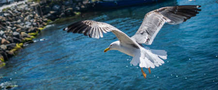 Single seagull flying with with sea as a backgroundの写真素材