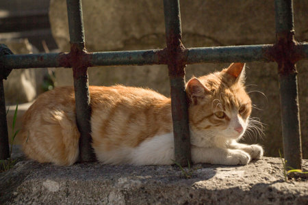 Stray cat in the street