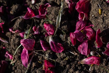 Flower petals on the soil backgroundの写真素材