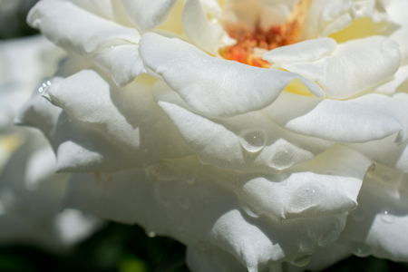 Close up beautiful fresh roses with water dropsの写真素材