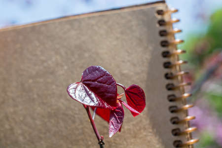 Leaves in hand over a notebook pageの写真素材