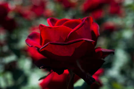 Beautiful colorful Rose Flower on garden backgroundの写真素材