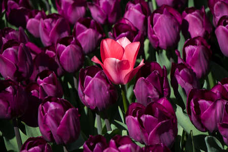 Tulip Flowers Blooming in Spring Seasonの写真素材