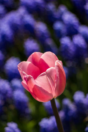 Single  Tulip Flower Blooming in Spring Seasonの写真素材
