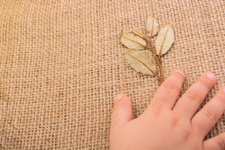 Hand and dry green leaves on linen canvasの写真素材