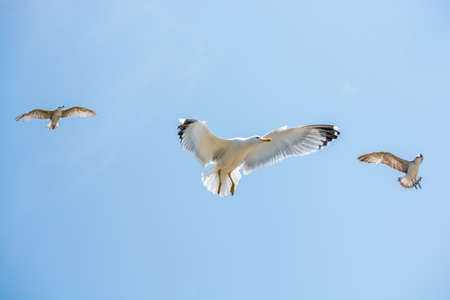 Seagulls flying in a sky as a backgroundの写真素材
