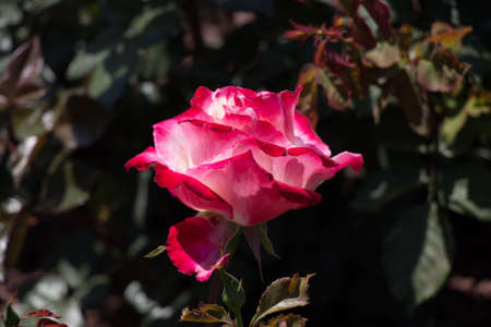 Beautiful colorful Rose Flower on garden backgroundの写真素材