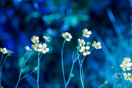 Colorful blooming wild spring flowersの写真素材