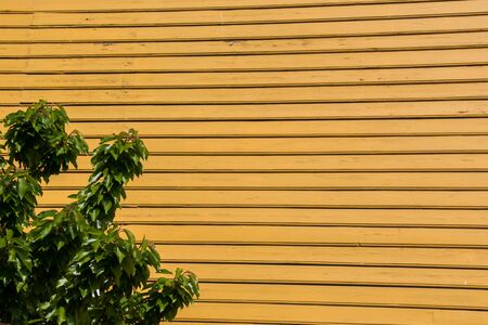 Wall with a part of a tree as a backgroundの写真素材