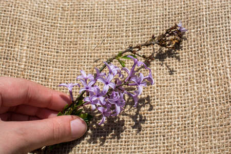 Colorful wild spring flowers in hand on a canvasの写真素材