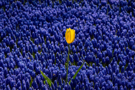 Blooming spring  flowers as a colorful backgroundの写真素材